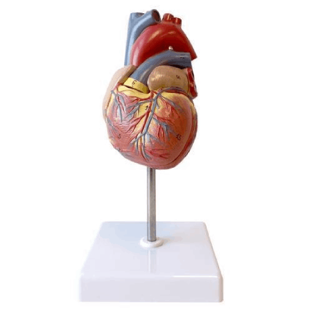 مولاژ قلب اندازه طبیعی